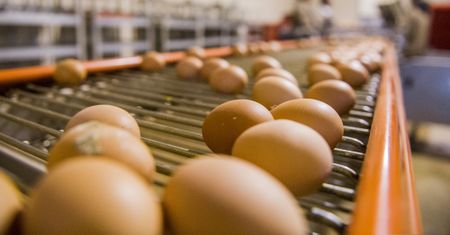 Campaign calls out harmful egg production practices, calls for ethical farming