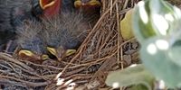 Baby wagtails at  Cape St Francis. Image: Karien Du Toit 