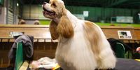 BIRMINGHAM, ENGLAND - MARCH 09: An American Cocker Spaniel is seen during Day One of Crufts 2023 at NEC Arena on March 09, 2023 in Birmingham, England. Billed as the greatest dog show in the world, the Kennel Club event sees dogs from across the world competing for Best in Show. (Photo by James Gill - Danehouse/Getty Images)