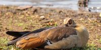 I see you! Egyptian Goose [Kolgans]. Photographer: Con Fauconnier