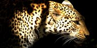 Dappled Shade. Image: Bill Ward<br>