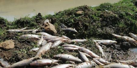 Rush to save KZN's uMsunduzi River after disastrous toxic spill