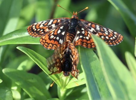 Butterfly effect — the unlikely, heroic story of how Edith is surviving a world trashed by humans