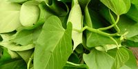 Sweet potato leaves: delicious, nutritious and versatile. (Photo: Nikki Brighton)