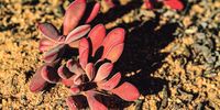 Crassula, a genus of succulent that includes more than 350 species worldwide.Photo:Angus Begg