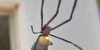 Black-legged golden orb spider.