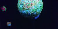 Natures wonders, Luminous Rocks and Mineral display at "The Scratch Patch" Simonstown. Image: George Sax 