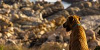 The young dog and the sea. Photo: Karin Linder<br>