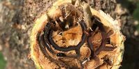 The Polyphagous Shot Hole Borer (PSHB) is an invasive insect, with devastating effects on vegetation in South Africa and currently also in the Western Cape. (Photo: City of Cape Town)