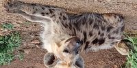 My love affair started this day in November 2021..I love hyenas since then.. Photographer: Denise Burgers
