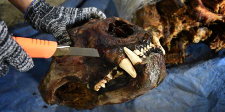 Unwanted lions: Vietnam sting operation suggests slaughter of farmed lions in South Africa is under way