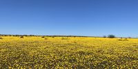 Matjiesfontein flower route, Nieuwoudville. Photographer: Dion Chang
