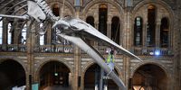 Natural History Museum staff clean the skeleton of a blue whale in London (Photo: EPA / Andy Rain)