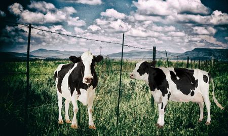 Ex-Free State finance official details push for 'irregular' R30m Estina Dairy payment before any was work done