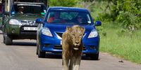 A male lion walks on the Satara road of the Kruger National Park, trailed by tourist vehicles. (Photo: Alex Braczkowski)