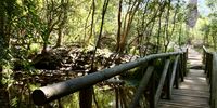 Kirstenbosch National Botanical Garden. Photographer: Karin Linder