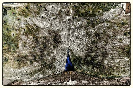 Billy’s magic Garden of the Beloved