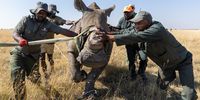 Sedated rhino being gently led towards a transport crate. (Photo: Michael Dexter)