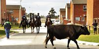A bull from a nearby herd surprised members of the South African Police's Mounted Unit on patrol through the low cost housing development Walmer Links in Port Elizabeth. <br>(Photo: Mike Holmes)