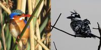 Kingfishers on the Liesbeek River – Malachite and Pied. (Photos: Nick Fordyce and Otto Scmidt)