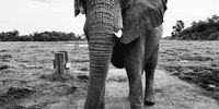 Stand Tall. Photographer: Amy Househam