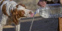 Thirsty work, this falconing thing !! Photographer: Brian Culver