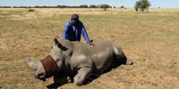(BM/OBP-Ed-Rhinopoaching 5)