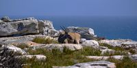 Celebrating the Autumn Equinox with a lone antelope in Cape Point Nature Reserve