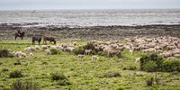 Free-ranging herds of sheep, Wagyu and Angus cattle graze the coastal pastures of LA Farms on South Africa’s West Coast. (Photo: Supplied)
