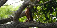 Sparrow Hawk having breakfast in my Jacaranda Tree – Wynberg Cape Town. Image: Lavanya Wiles