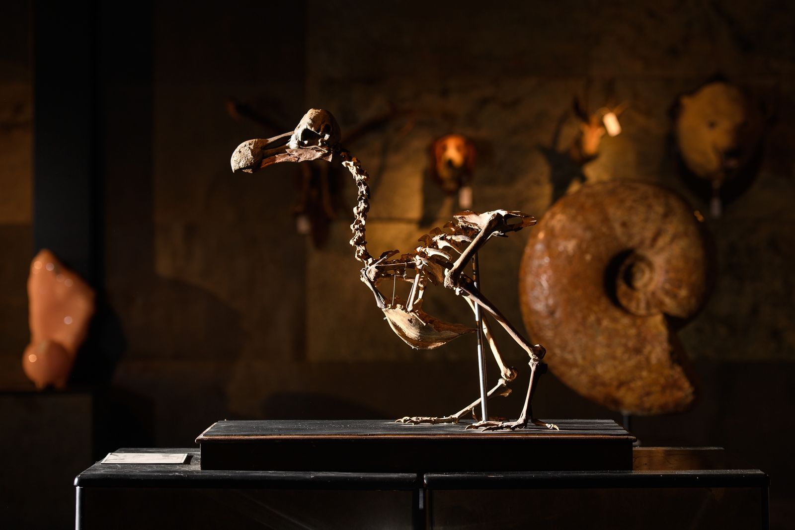 US company announces progress toward resurrecting the extinct dodo