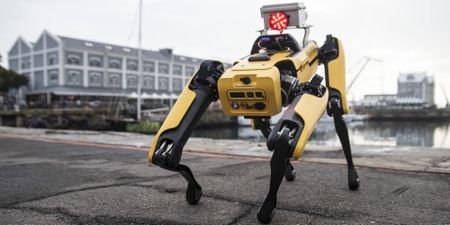 Spot the robotic dog gets tails wagging at mine industry conference in Cape Town