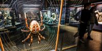 epa09069871 Visitors walk past a model of a spider on display at the Museum fuer Naturkunde (Natural History Museum) in Berlin, Germany, 12 March 2021. Berlin museums are re-opening as coronavirus COVID-19 lockdown measures are gradually eased in the city.  EPA-EFE/FILIP SINGER