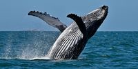 The humpback’s flippers are among the longest appendages of any animal, helping the whale spin through the air, and can be used to fend off predators while protecting their young. (Photo: Lloyd Edwards / Raggy Charters)