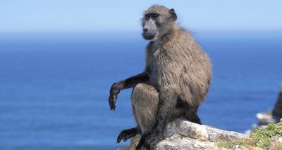 S Peninsula baboons: How not to manage urban wildlife conflicts