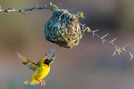 Weaving his magic — you won’t believe how this feathered Romeo wooed a Juliet