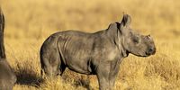 Southern white rhino calf. (Photo: Brent Stirton / African Parks)