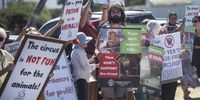 More than 100 protesters held placards outside the McLaren Circus in Muizenberg, as people queued for tickets, calling on the circus owners to follow global trends and stop animal abuse and exploitation. (Photo: Brenton Geach)
