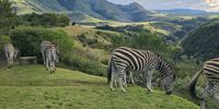 Pyjama donkies in the 'berg. Photographer: Kevin Broomberg</p>
<p>P4U_readersubmission_20250425