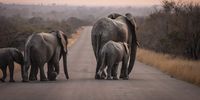 Elephants ambling through Hluhluwe-iMfolozi Park. (Photo: Luct Erasmus)
