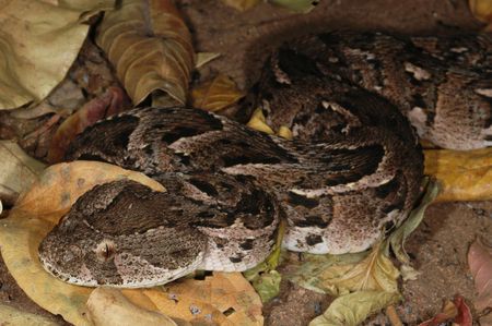 Forget cats, forget traps — bring in the puff adders to revolutionise pest control