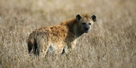 Malawi man killed by hyenas heralds new horror in human/elephant conflict zone 