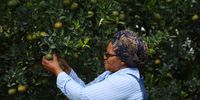 Black woman farmer conquers citrus industry — but state stalls on land title