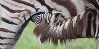 Life-giving cuddle. A zebra foal feeding in the morning. Photographer: Marietjie Louw