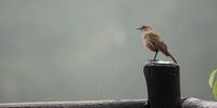 A familiar chat in the rain. Image: Lloyd Zac