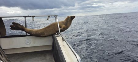 Another rare visitor sent home to Antarctica from SA may help unlock marine mysteries