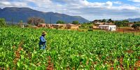 Subsistence farmer Jantjie Ramokone inspects the maize crops growing in the yard of his in-laws in GaRampheri. (Photo: Lucas Ledwaba / Mukurukuru Media)
