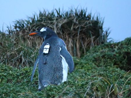 A penguin’s perspective – How tiny cameras reveal underwater theft and cooperation