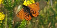 Butterfly Beauty.