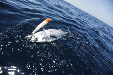 Africa must invest in the new ‘high seas’ treaty